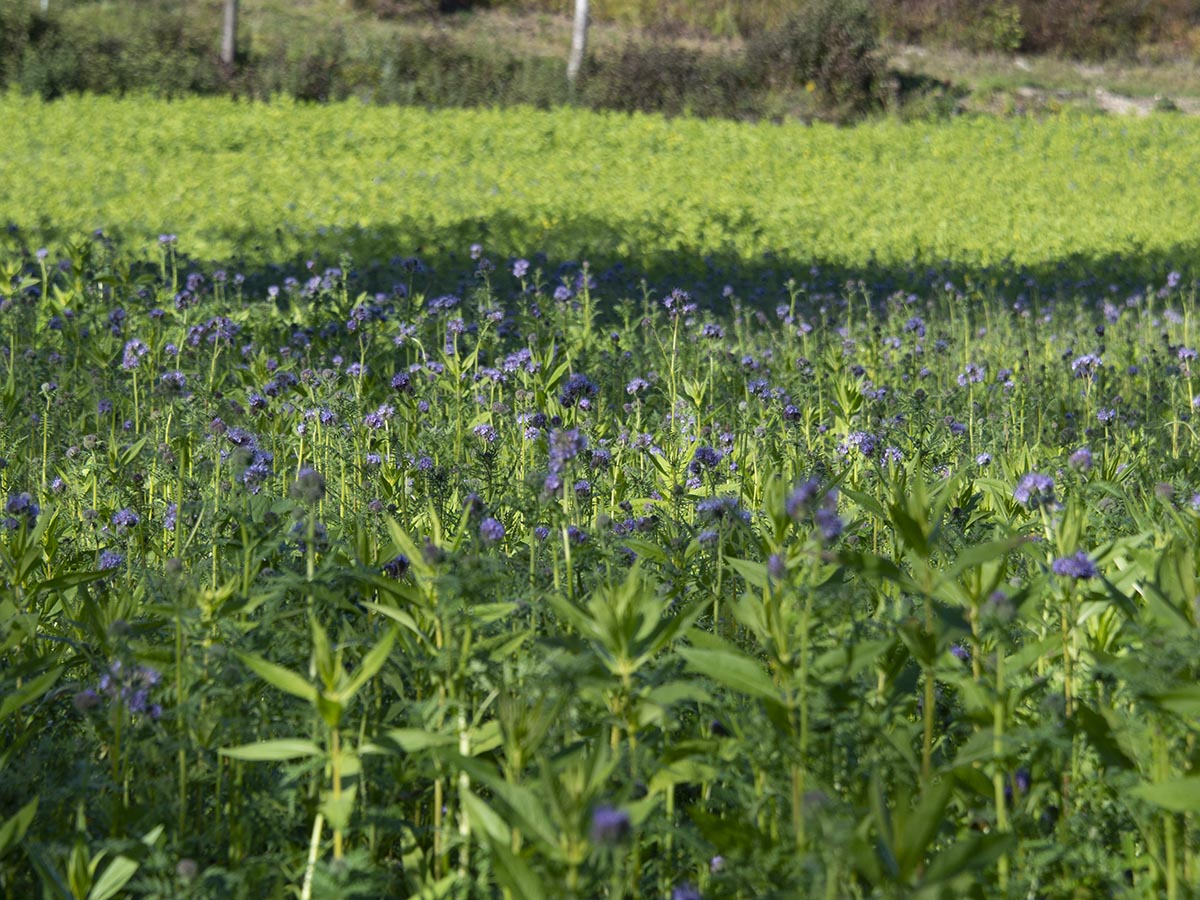 Phacelia tanacetifolia